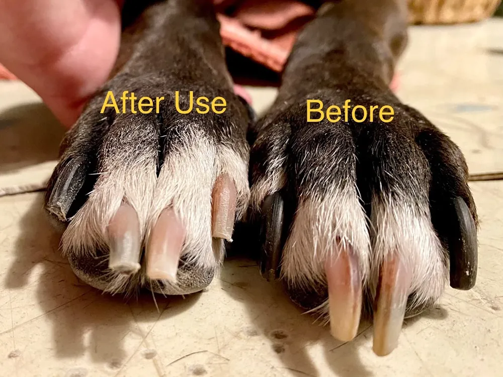 Maximutt grinder taking down a dog's nail