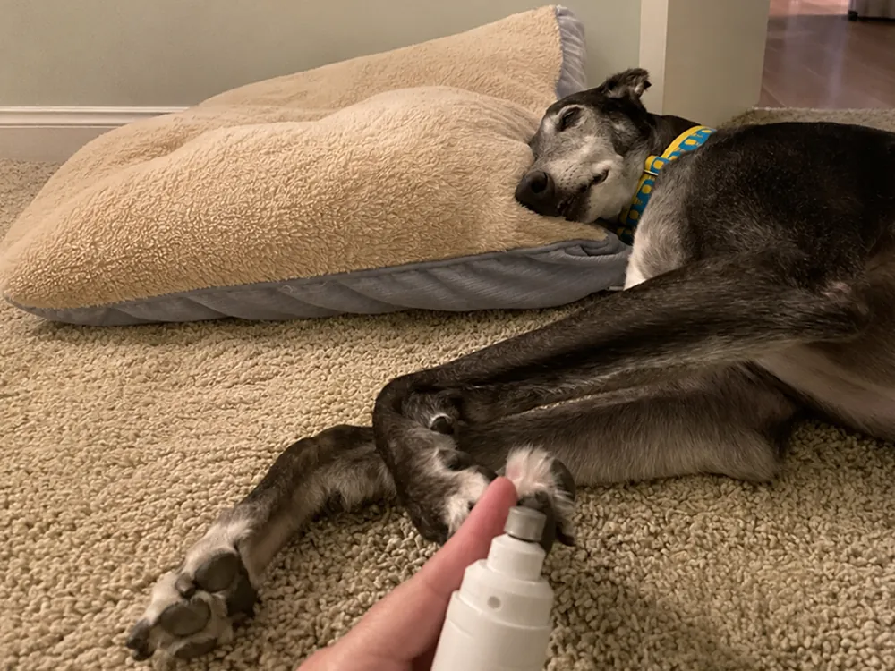 Dog relaxed and calm during a quiet nail trim